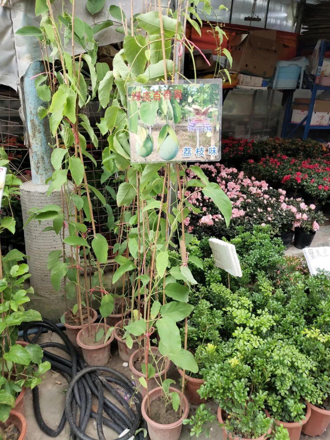 [养花大全]9月份逛花市，这花最好看、最好养，放心抱回家！