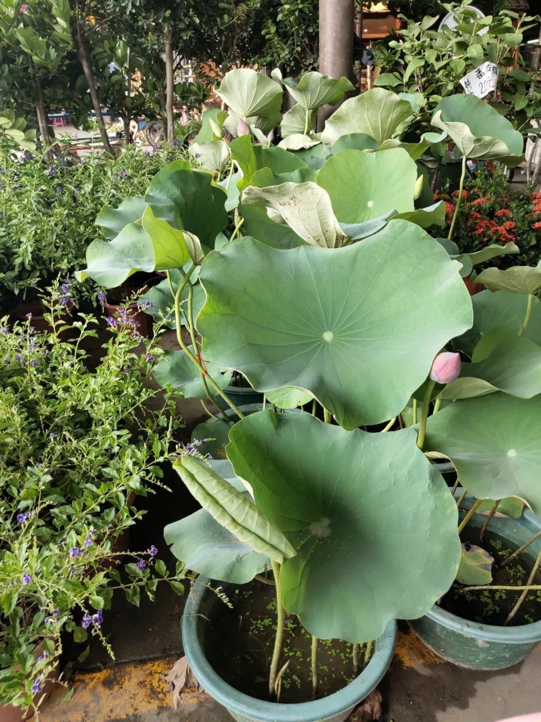 [养花大全]9月份逛花市，这花最好看、最好养，放心抱回家！