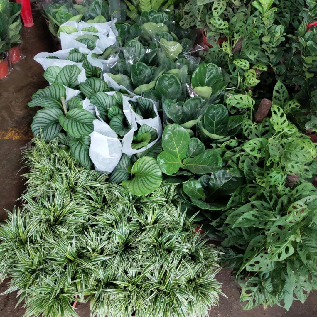 [养花大全]9月份逛花市，这花最好看、最好养，放心抱回家！