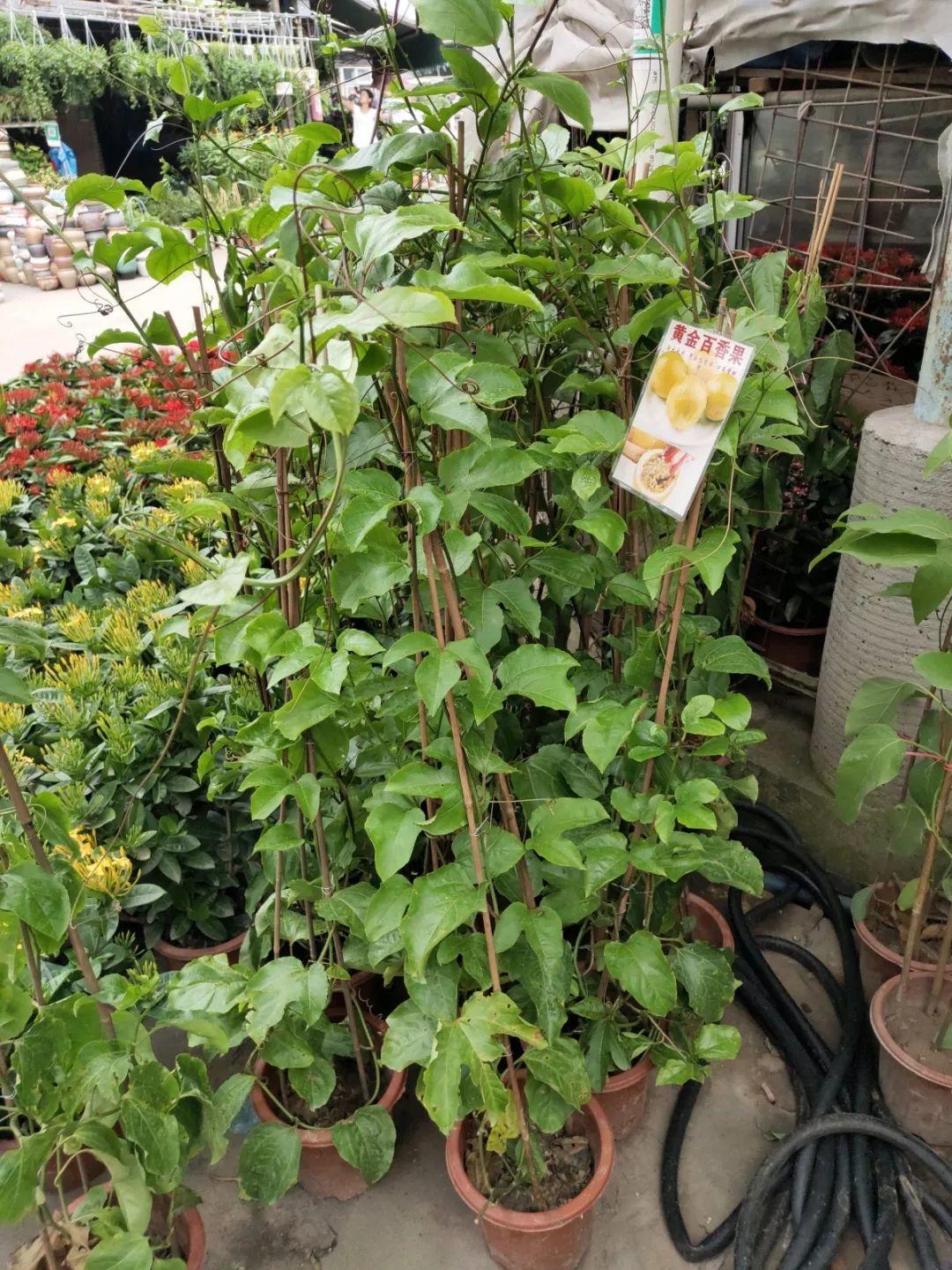 [养花大全]9月份逛花市，这花最好看、最好养，放心抱回家！