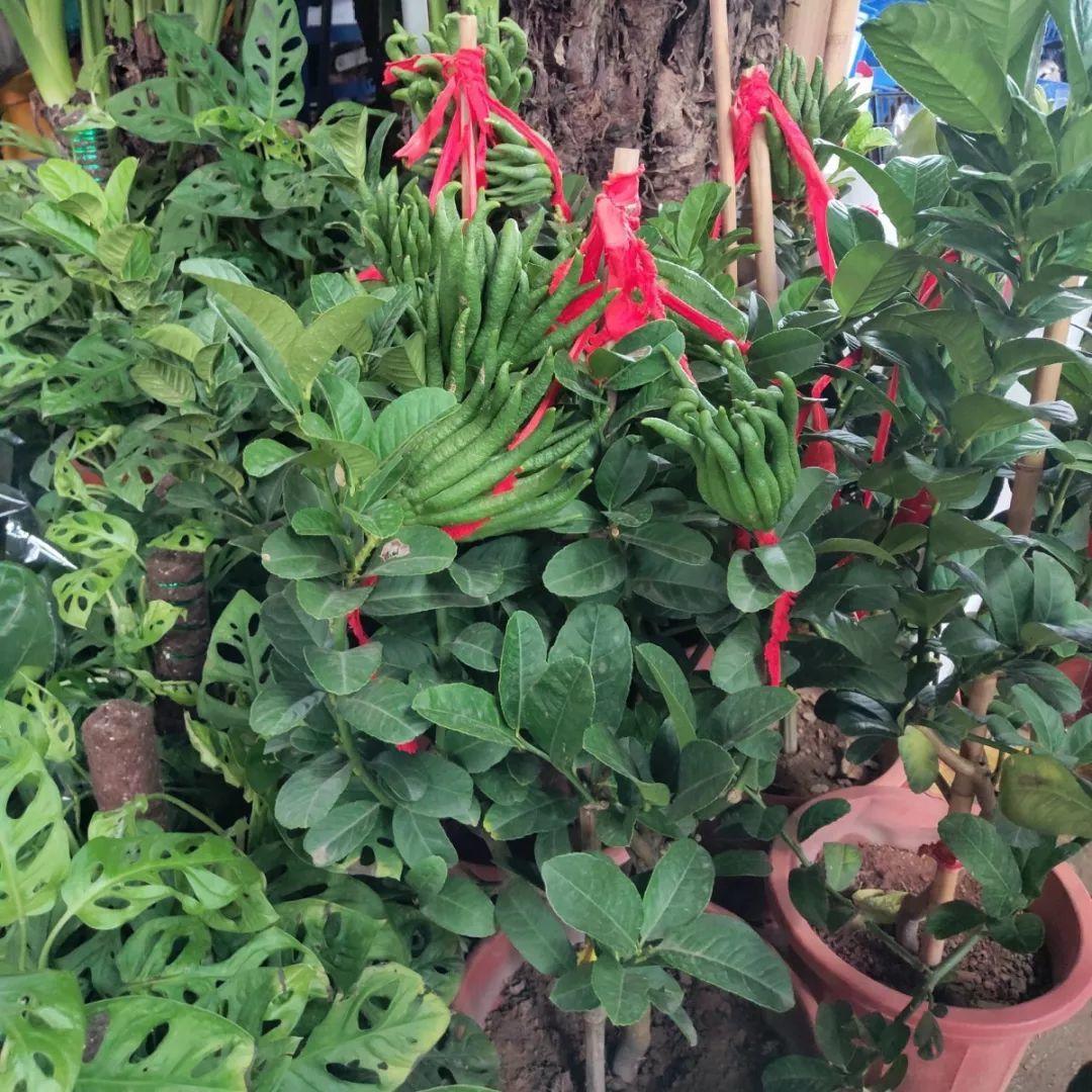 [养花大全]9月份逛花市，这花最好看、最好养，放心抱回家！