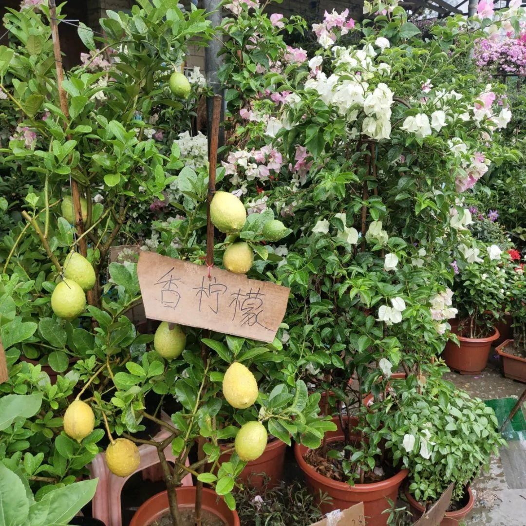 [养花大全]9月份逛花市，这花最好看、最好养，放心抱回家！