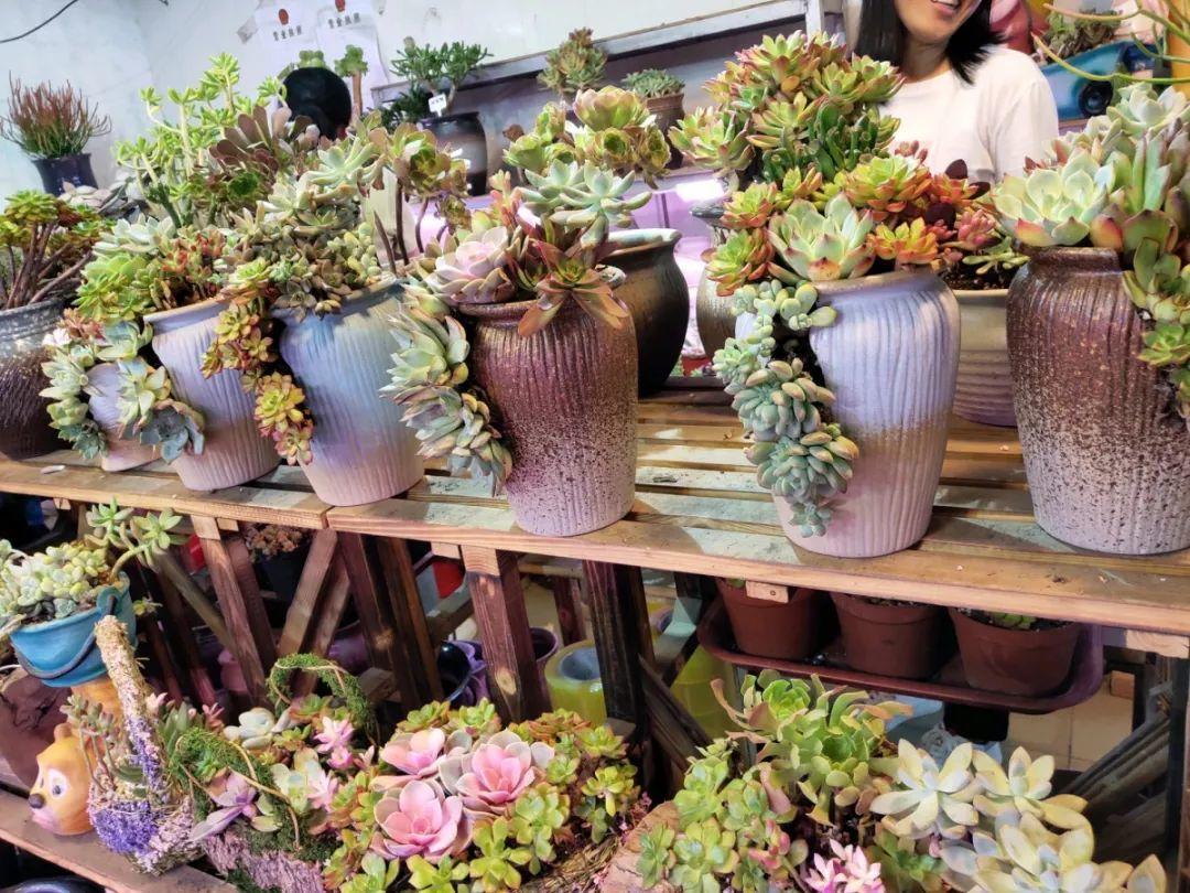 [养花大全]9月份逛花市，这花最好看、最好养，放心抱回家！
