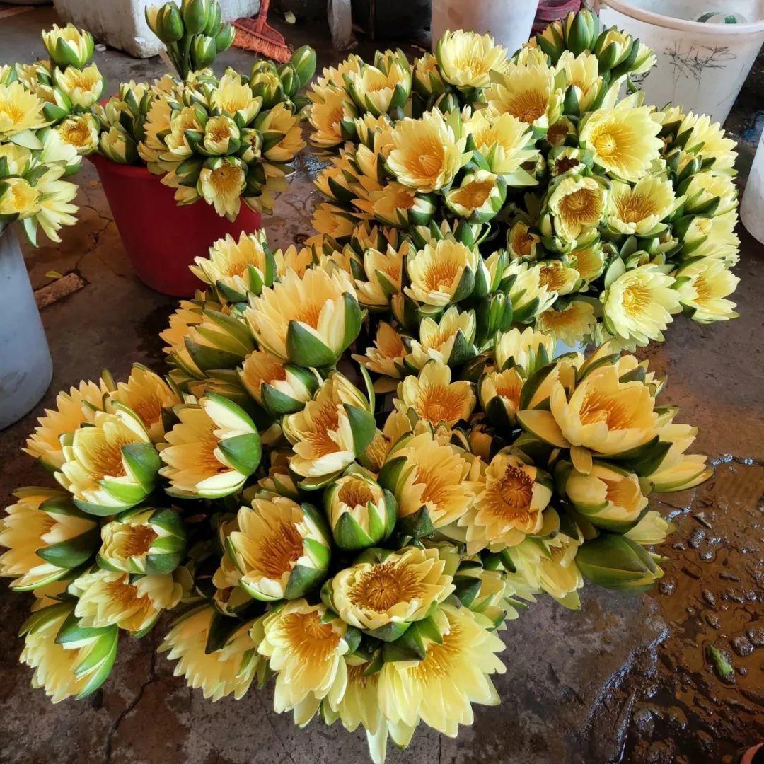 [养花大全]9月份逛花市，这花最好看、最好养，放心抱回家！