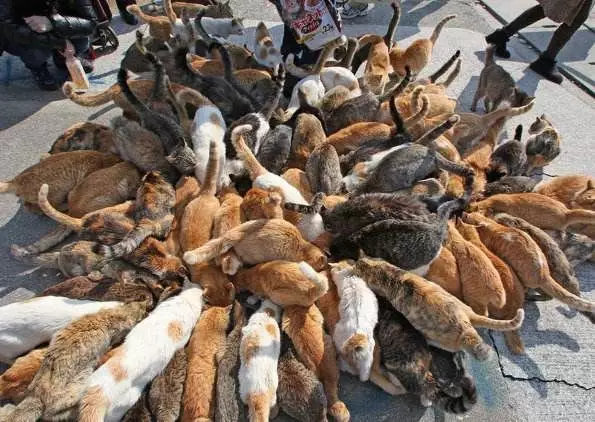 「民商法苑」猫岛遭人恶意投放毒鱼，近百只萌猫70只丧生，有人欲提起刑事诉讼
