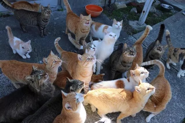 「民商法苑」猫岛遭人恶意投放毒鱼，近百只萌猫70只丧生，有人欲提起刑事诉讼
