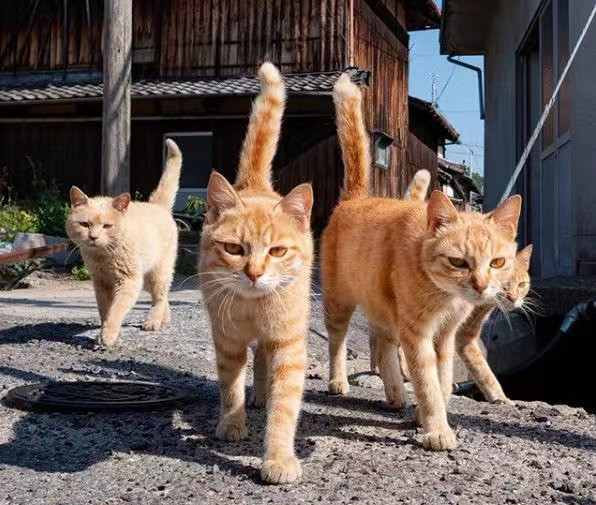 「民商法苑」猫岛遭人恶意投放毒鱼，近百只萌猫70只丧生，有人欲提起刑事诉讼