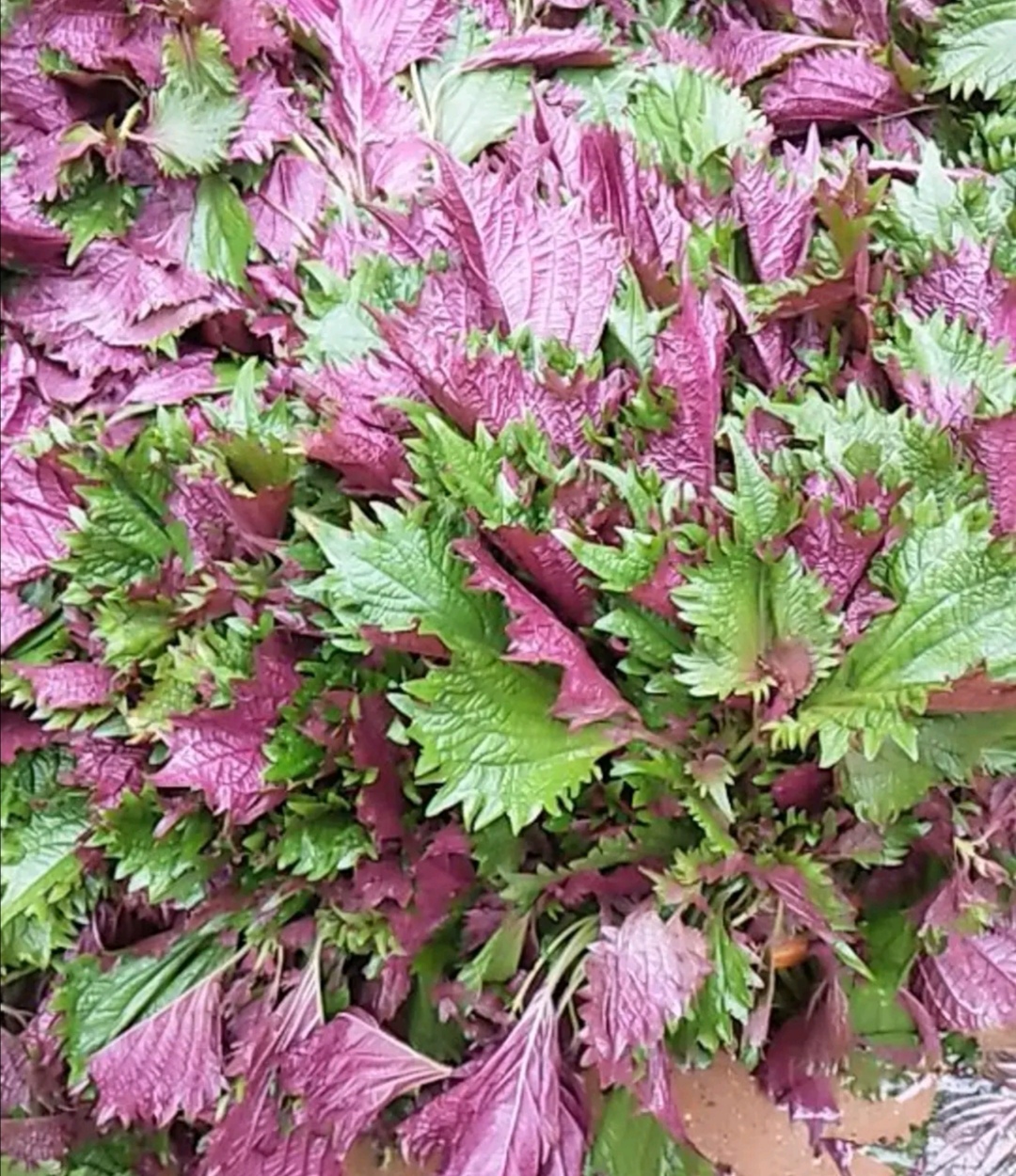 紫苏的这5个常用价值因人而异你知道吗