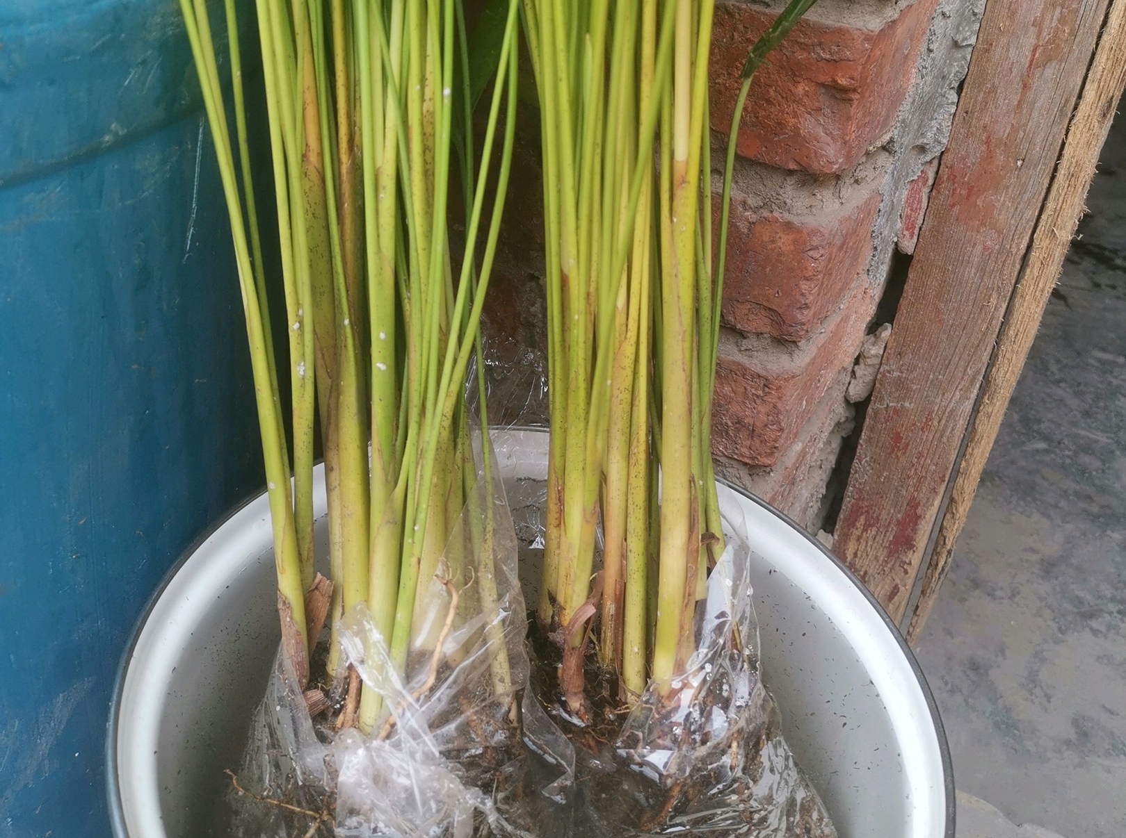 散尾葵总是僵苗不长根出了问题避开5个误区枝繁叶茂长爆盆