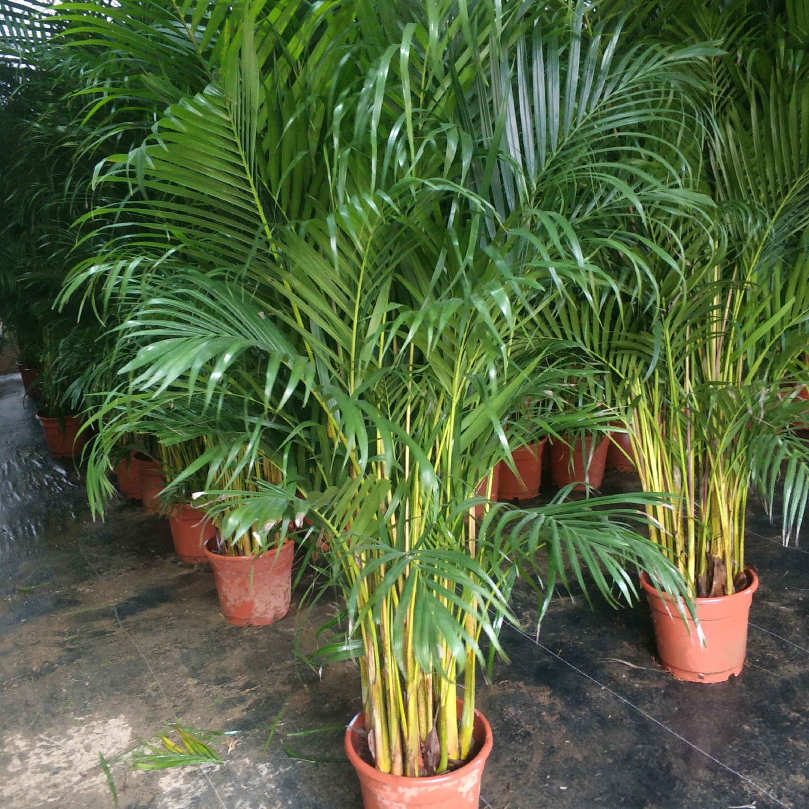 散尾葵总是僵苗不长根出了问题避开5个误区枝繁叶茂长爆盆