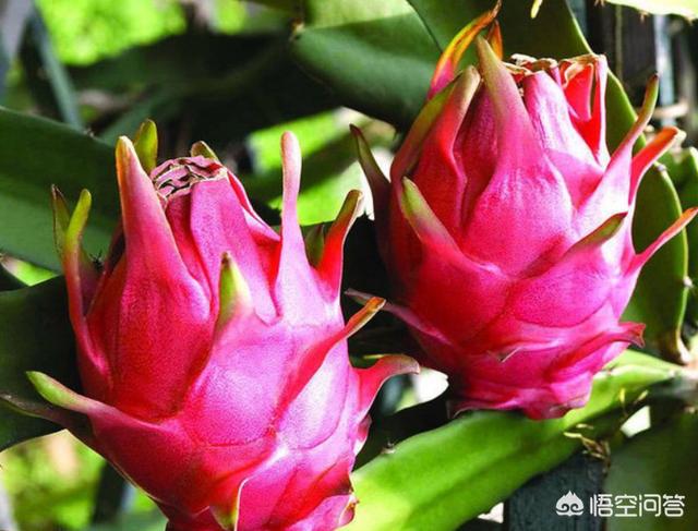 【养花匠小齐】想吃自己种的火龙果，赶紧剪根枝，处理一下扦插上，结满红果子