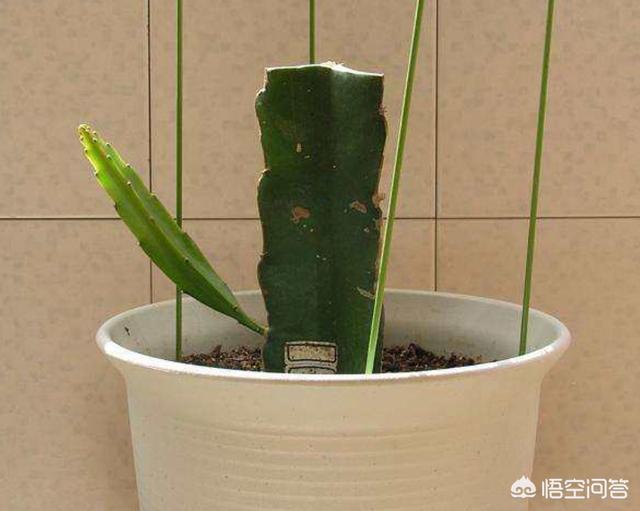 【养花匠小齐】想吃自己种的火龙果，赶紧剪根枝，处理一下扦插上，结满红果子