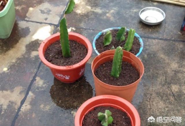 【养花匠小齐】想吃自己种的火龙果，赶紧剪根枝，处理一下扦插上，结满红果子