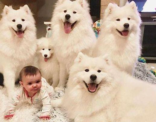 #养狗百科#来自准爸妈的担忧：家有孕妇小孩后，还可以养狗吗？