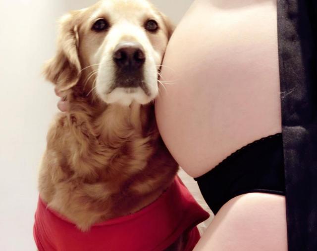 #养狗百科#来自准爸妈的担忧：家有孕妇小孩后，还可以养狗吗？