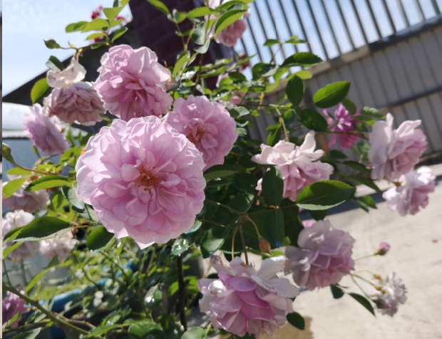 蓝妖花园■入秋后月季追肥，这两种肥，一个也不可少！