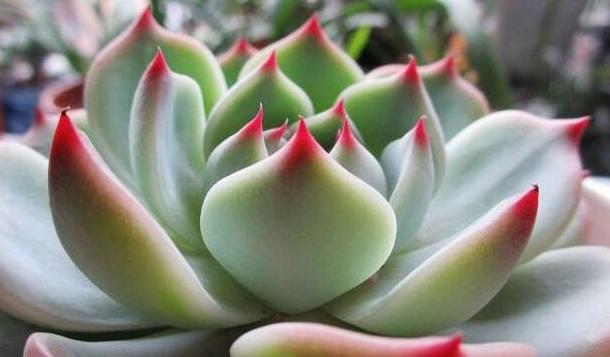 新手养多肉首选这些品种每一种都给你最美的感受