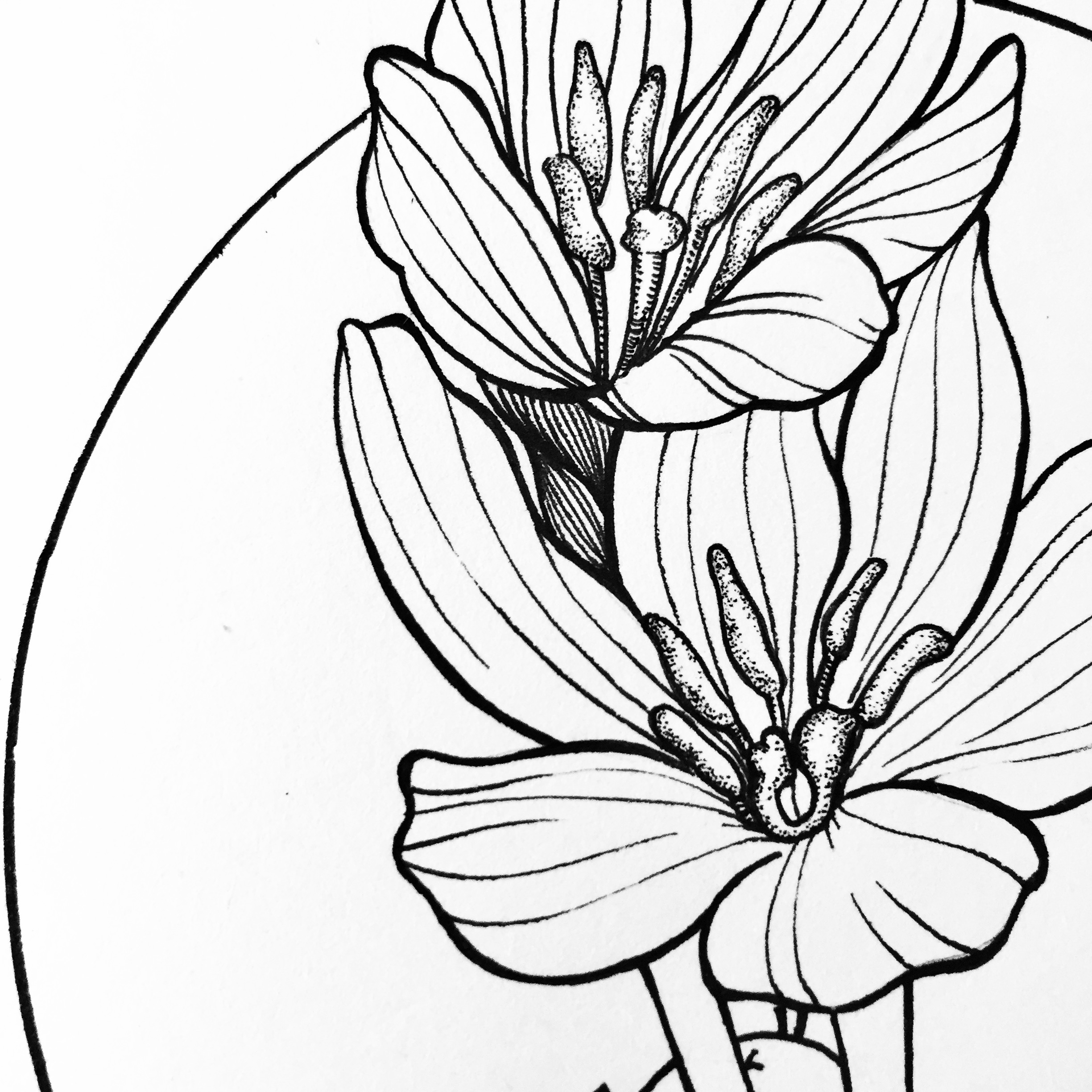 零基础简笔画一笔一笔教你画葱兰