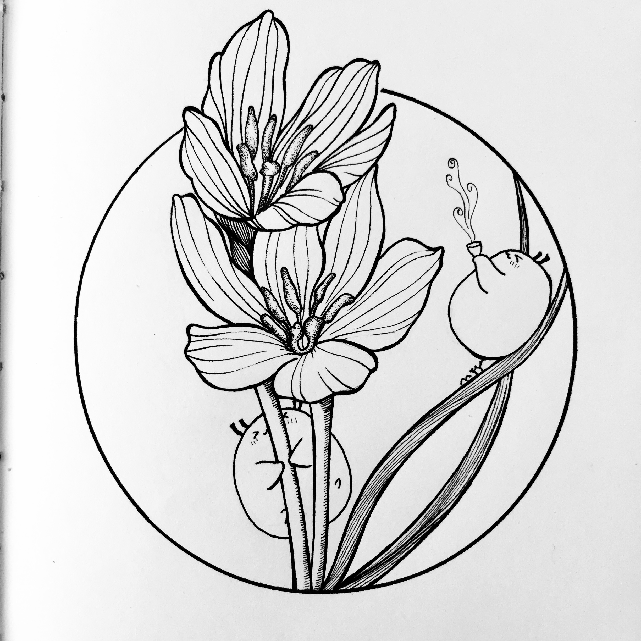 零基础简笔画一笔一笔教你画葱兰