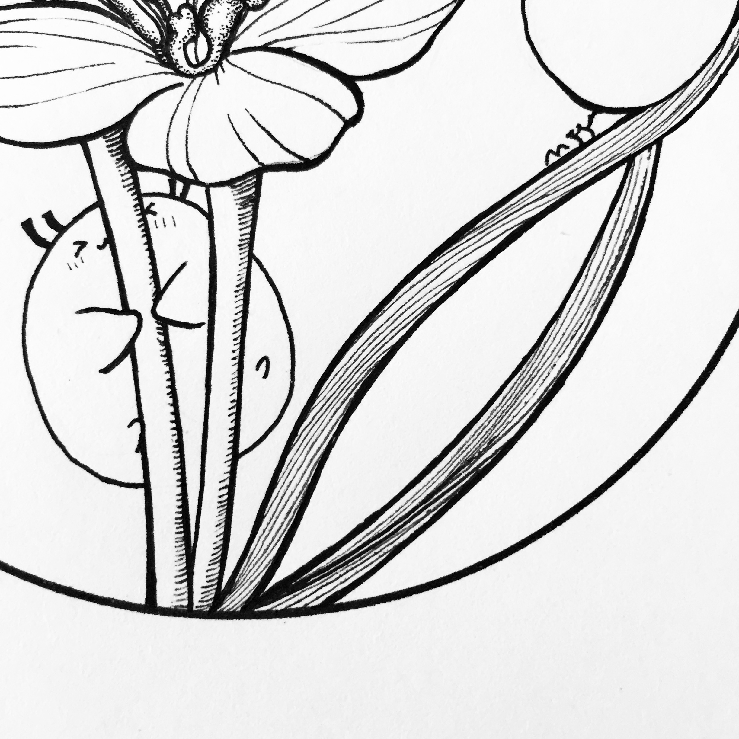 零基础简笔画一笔一笔教你画葱兰