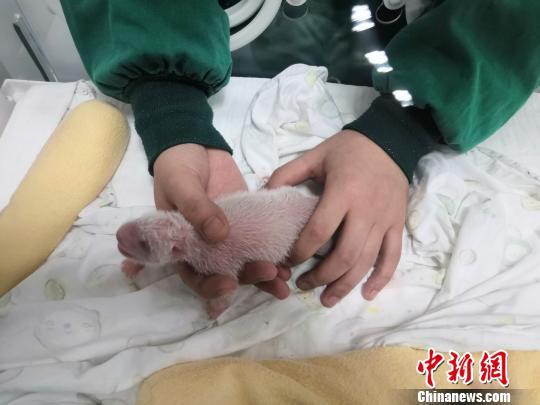 [生活报]大熊猫“乔乔”野外引种成功，喜诞双胞胎