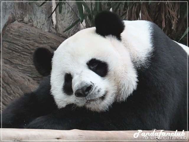 荔枝新闻■泰媒称清迈动物园将为大熊猫创创举行追悼会，粉丝追忆很“护妻”