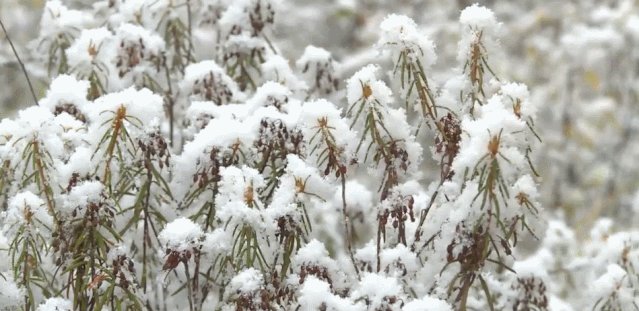 【半岛晨报】有地方已经下雪！下半年影响范围最广冷空气来袭
