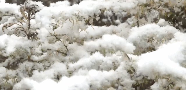 【半岛晨报】有地方已经下雪！下半年影响范围最广冷空气来袭