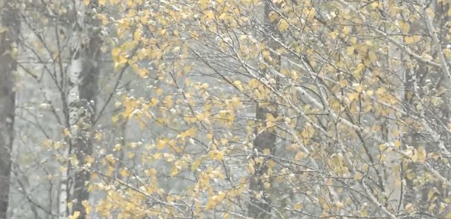 【半岛晨报】有地方已经下雪！下半年影响范围最广冷空气来袭