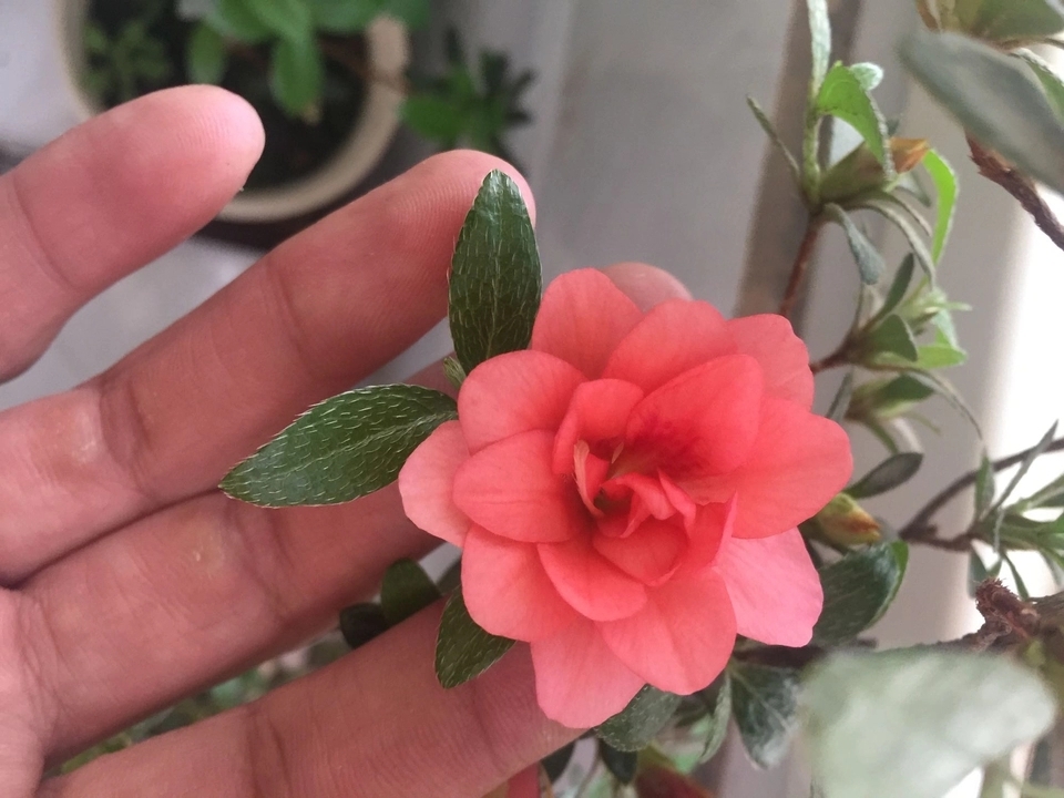 #城市绿化养花匠#开花的杜鹃花怎么延长观赏期？大神教你几招，开花延长30天
