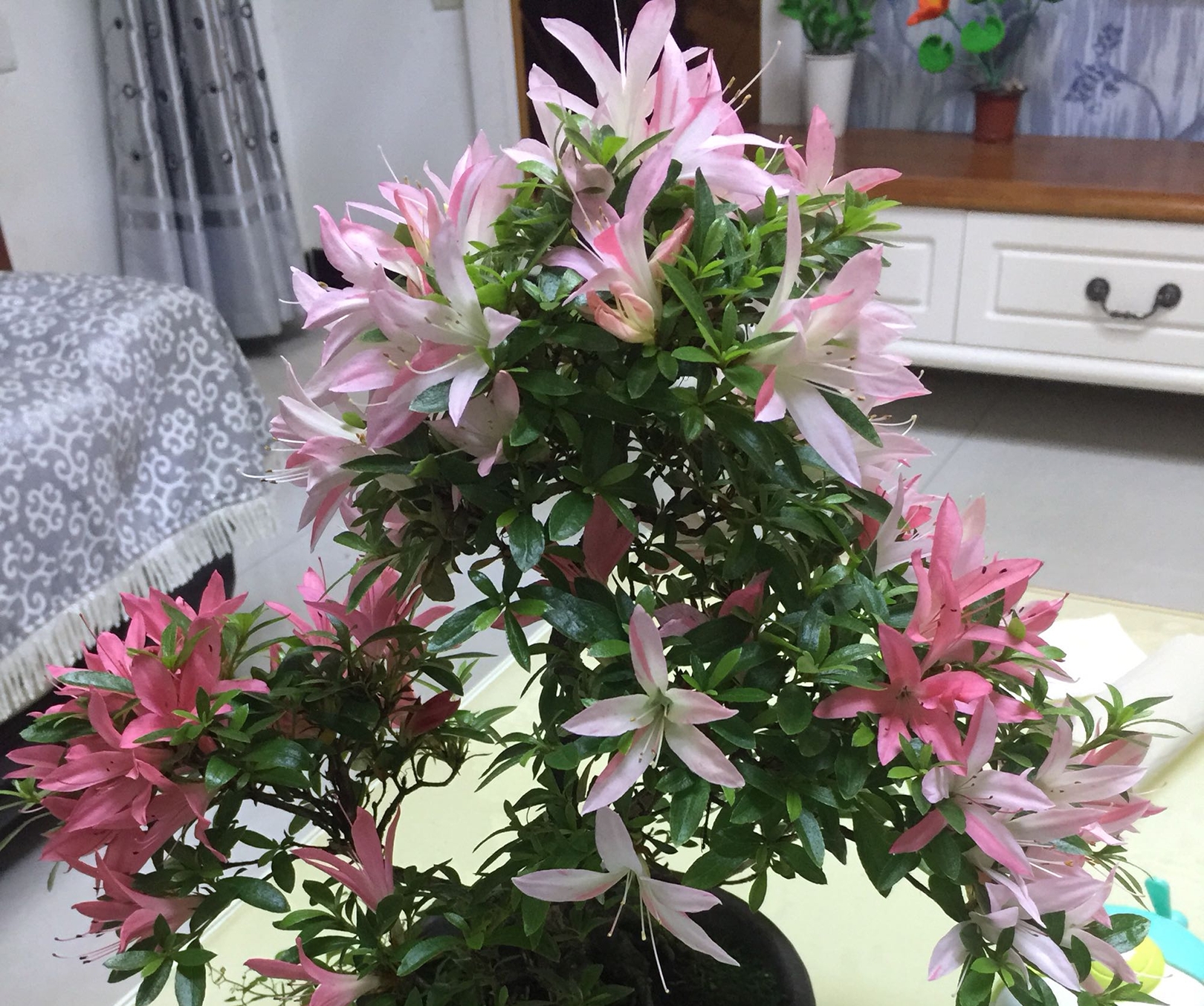 #城市绿化养花匠#开花的杜鹃花怎么延长观赏期？大神教你几招，开花延长30天