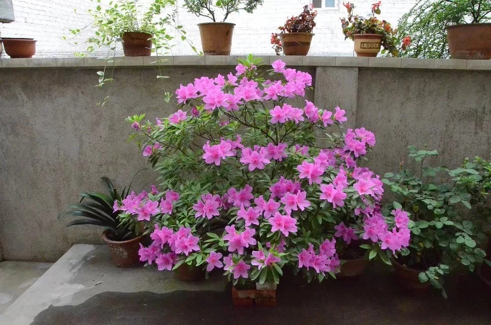 #城市绿化养花匠#开花的杜鹃花怎么延长观赏期？大神教你几招，开花延长30天