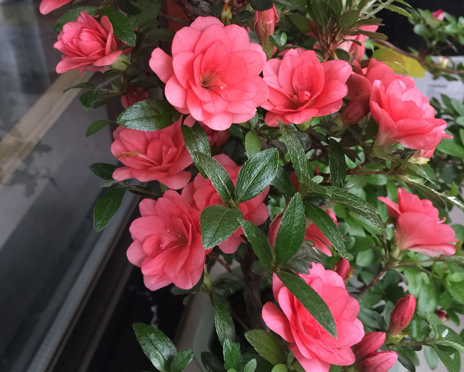 #城市绿化养花匠#开花的杜鹃花怎么延长观赏期？大神教你几招，开花延长30天