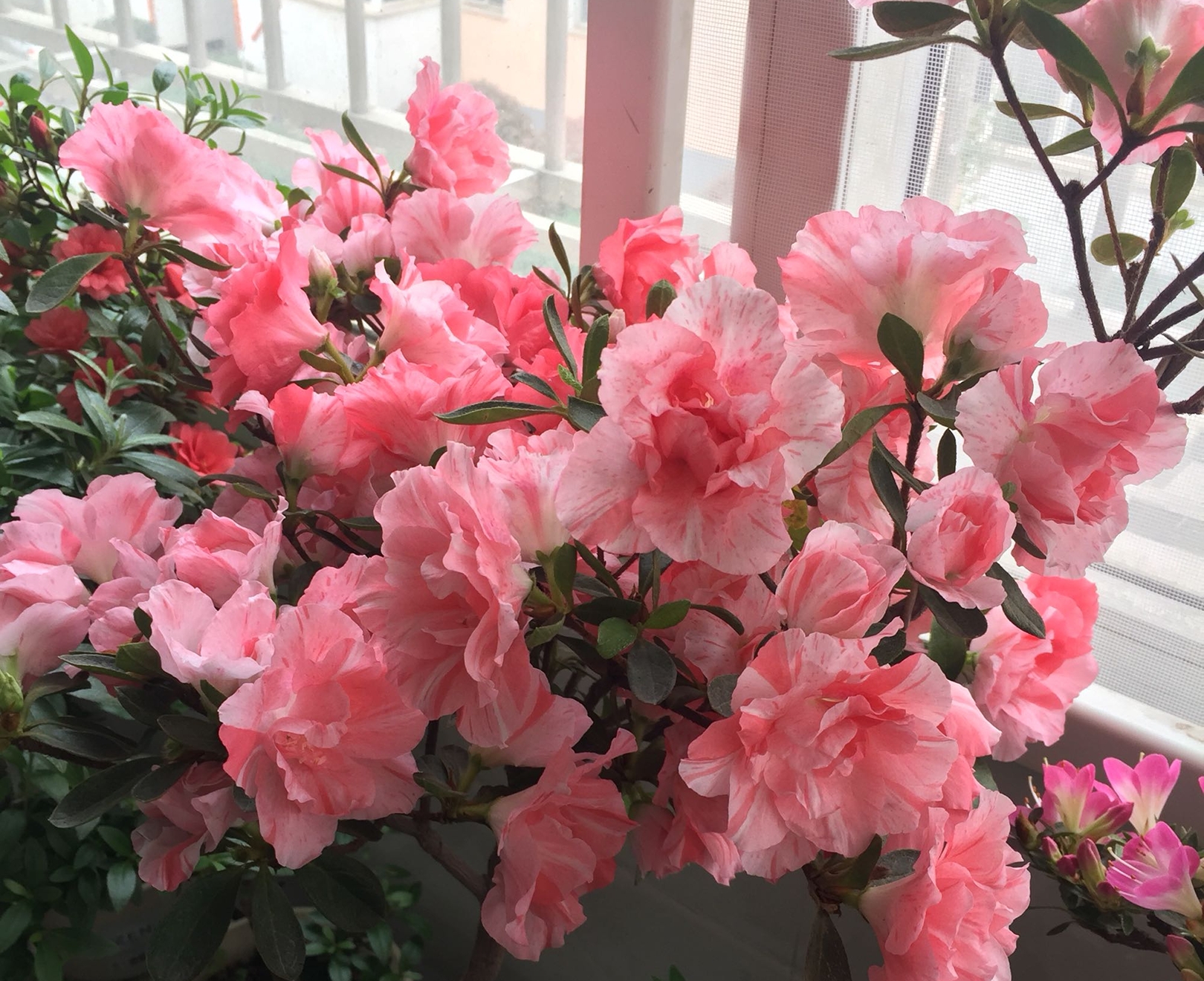 #城市绿化养花匠#开花的杜鹃花怎么延长观赏期？大神教你几招，开花延长30天