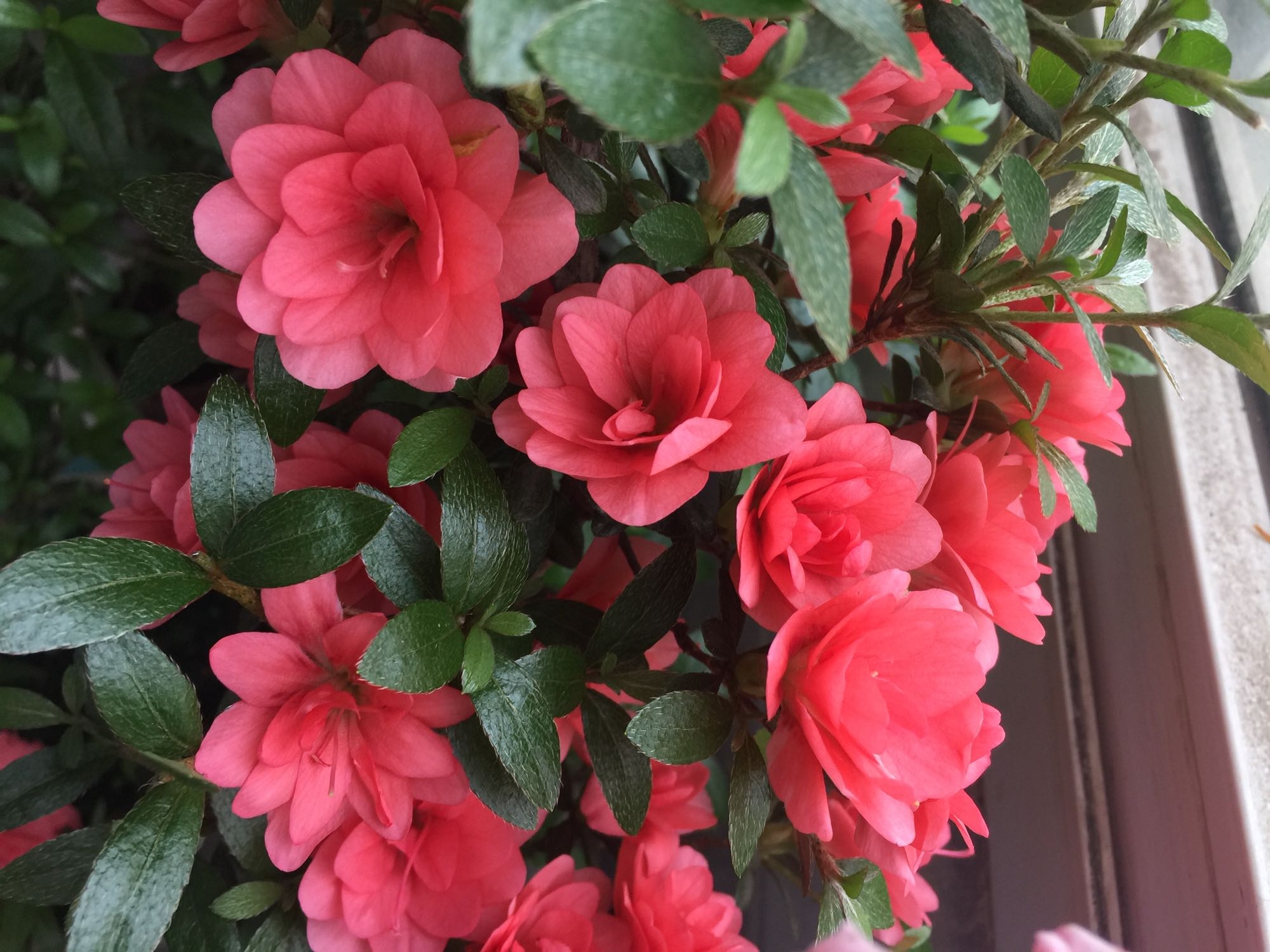 #城市绿化养花匠#开花的杜鹃花怎么延长观赏期？大神教你几招，开花延长30天