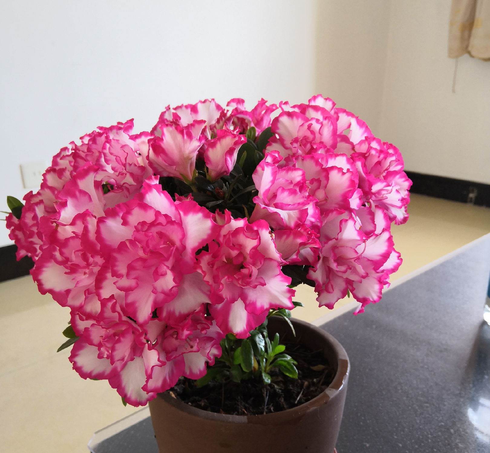 #城市绿化养花匠#开花的杜鹃花怎么延长观赏期？大神教你几招，开花延长30天