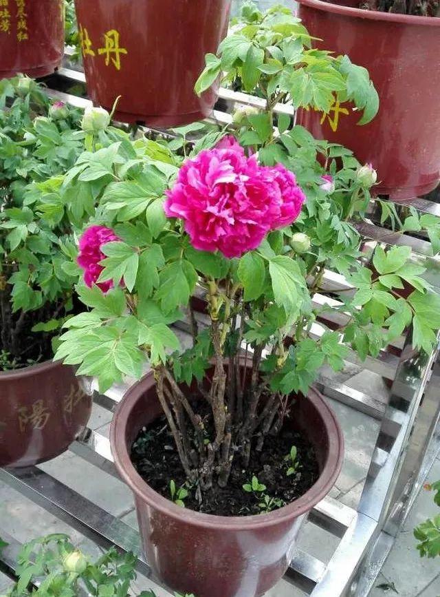 【养花大全】这4种花，就得大盆种，盆越大根越粗，越长越旺盛！