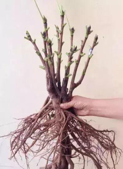 【养花大全】这4种花，就得大盆种，盆越大根越粗，越长越旺盛！