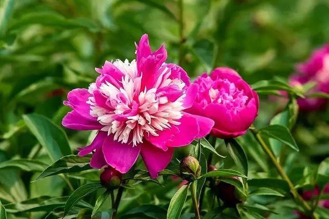 【养花大全】这4种花，就得大盆种，盆越大根越粗，越长越旺盛！
