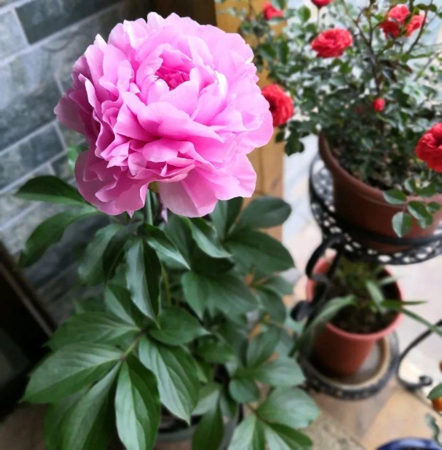 【养花大全】这4种花，就得大盆种，盆越大根越粗，越长越旺盛！