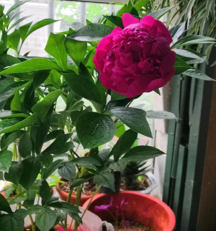 【养花大全】这4种花，就得大盆种，盆越大根越粗，越长越旺盛！