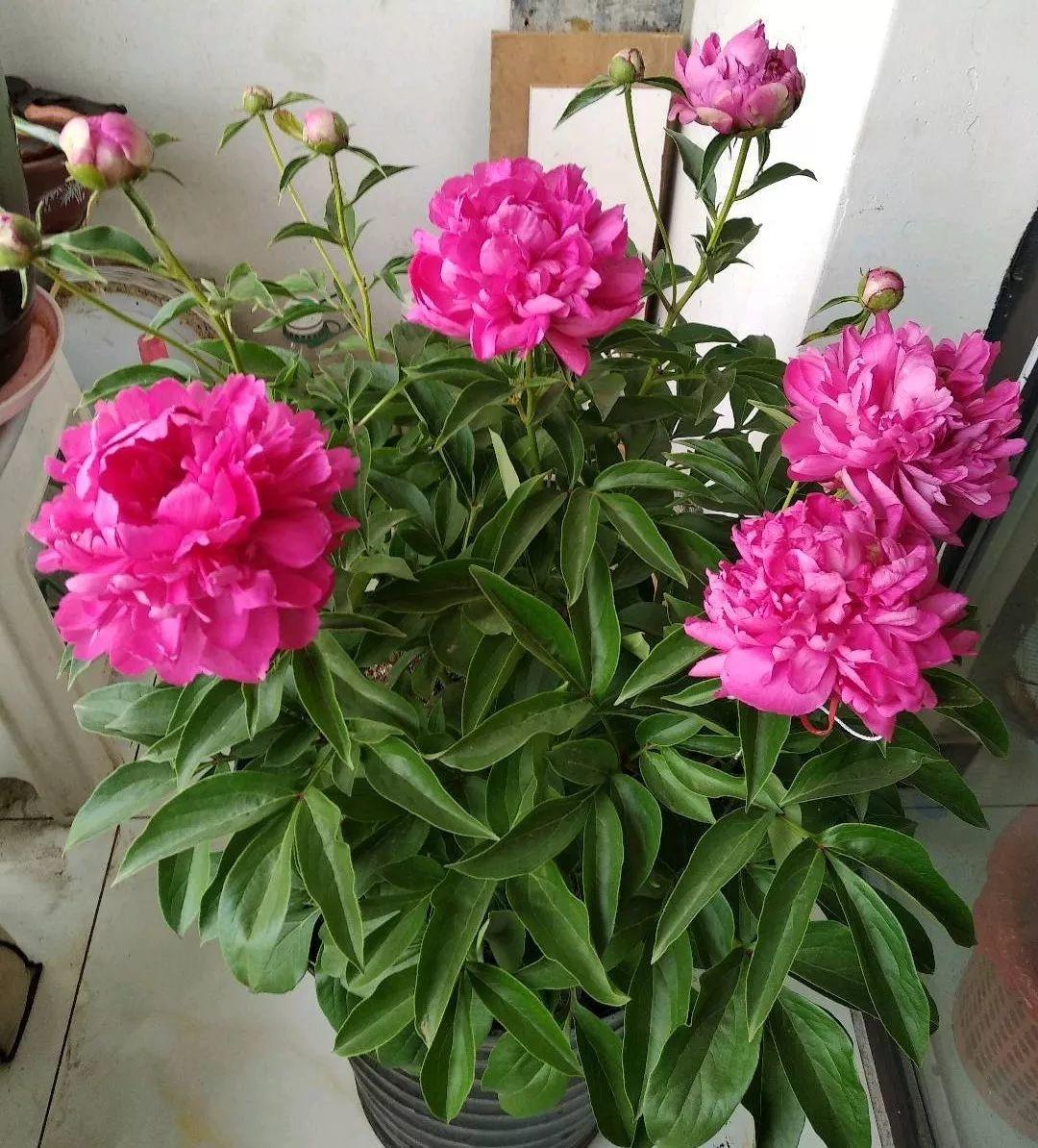 【养花大全】这4种花，就得大盆种，盆越大根越粗，越长越旺盛！