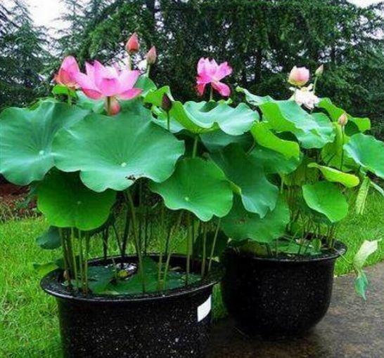 【养花大全】这4种花，就得大盆种，盆越大根越粗，越长越旺盛！