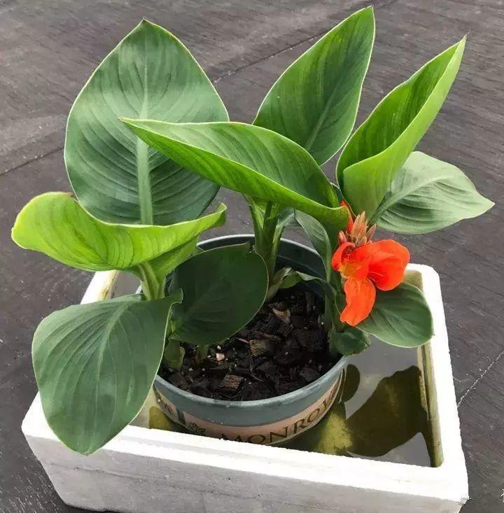 【养花大全】这4种花，就得大盆种，盆越大根越粗，越长越旺盛！