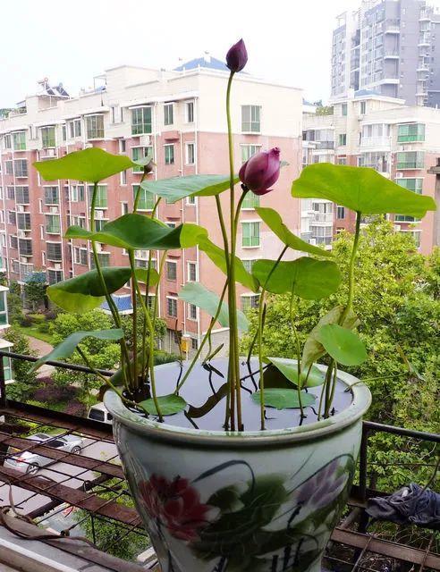 【养花大全】这4种花，就得大盆种，盆越大根越粗，越长越旺盛！