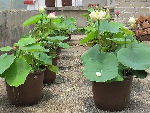 【养花大全】这4种花，就得大盆种，盆越大根越粗，越长越旺盛！