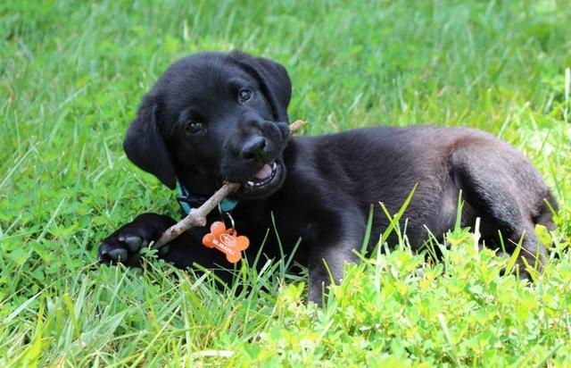 拉布拉多犬壽命有多長注意三個時期的重點可延長它的壽命