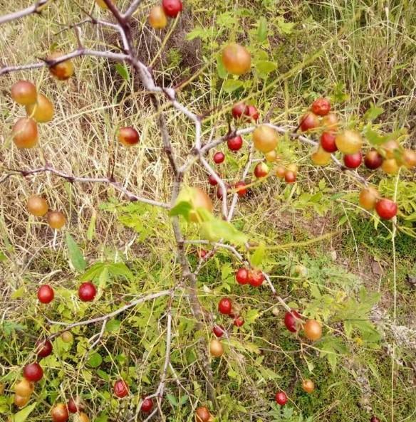 这种野生的小酸枣你吃过吗农村的田间都是好东西是童年的回忆