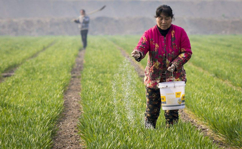 小麦最佳播种期是高产的关键晚播这样做能确保苗子不断垄