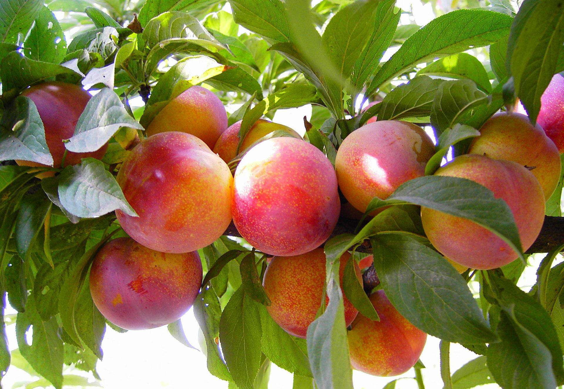 大悟灵济寺果园可以采摘哪些水果?寺果园采摘水果种类介绍